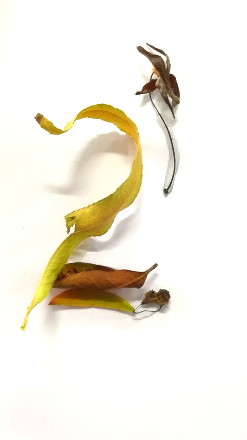 数字设计与多媒体制作 融合创意与技术的艺术新领域